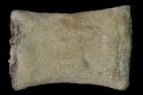 Fossil Pliosaur (Pliosaurus) Flipper Digit - England #136732-1